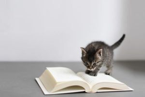 本を読む猫