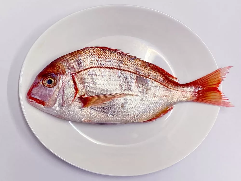 角上魚類を美味しく食べるコツ